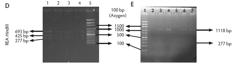 Panels D and E