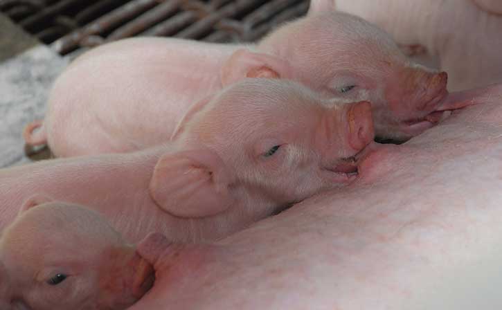 Piglets suckling